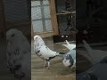 #pigeon #punjabi #shok #kabutar #baji #white #dubaj #home