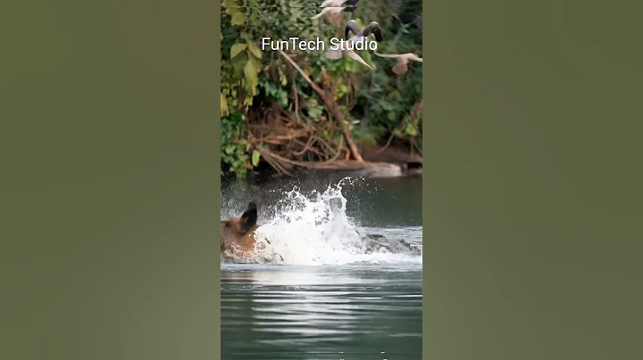 Crocodile Vs Wild boar Attack #wildlife #usa #wildboar #water #river #fight #nature #viralvideo