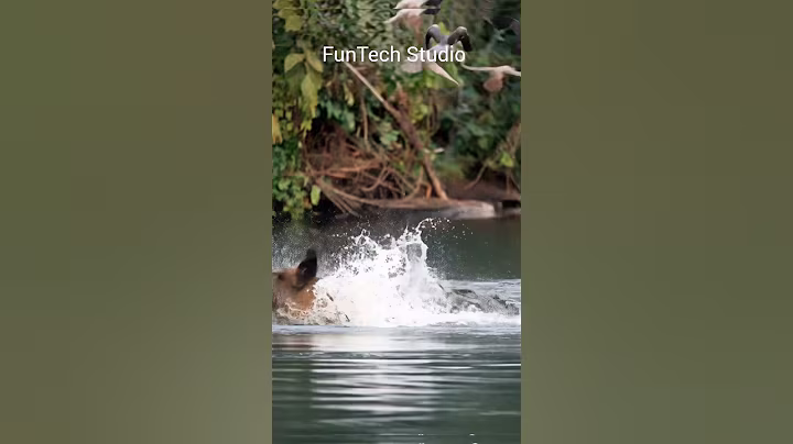 Crocodile Vs Wild boar Attack #wildlife #usa #wildboar #water #river #fight #nature #viralvideo