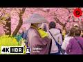 2024 japan earliest cherry blossoms  kawazu sakura  4kr relaxation  3 hours