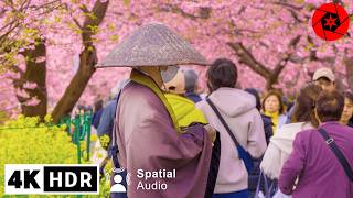 2024 Japan Earliest Cherry Blossoms  Kawazu Sakura  4K HDR Relaxation  3 Hours