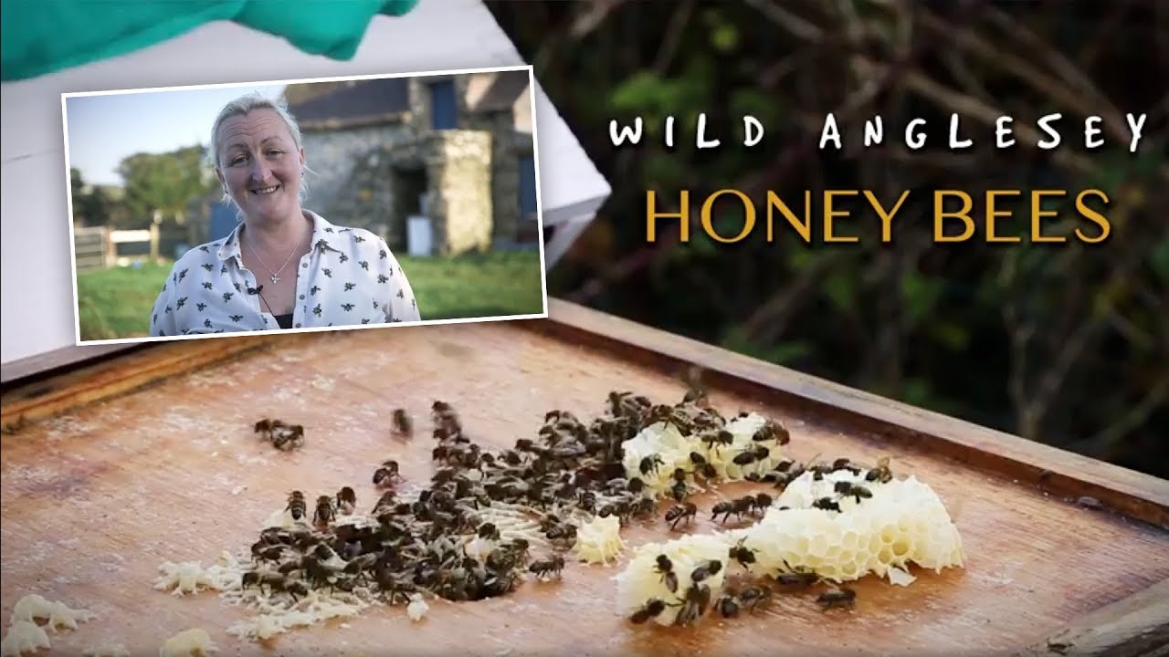Wild Anglesey - Honey Bees