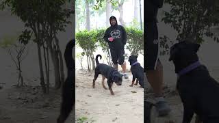 Dogs Keeping , An Experience, Rottweilers. #shorts #rottweiler #namitaology
