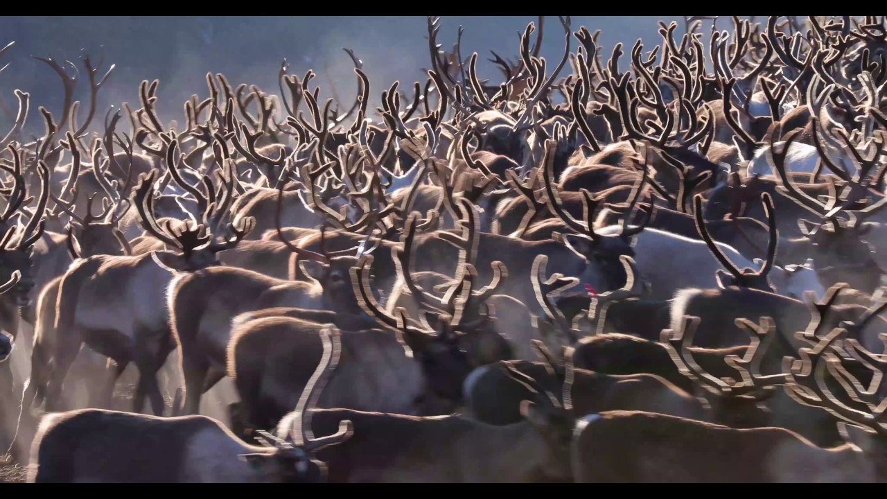 Herd of domesticated reindeer (Rangifer tarandus) moving around, Norway.