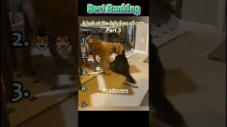 Compilation of Funny Cat Videos #funnytiktok #cute #pets #funnycats #foryou #funny #funnyvideos