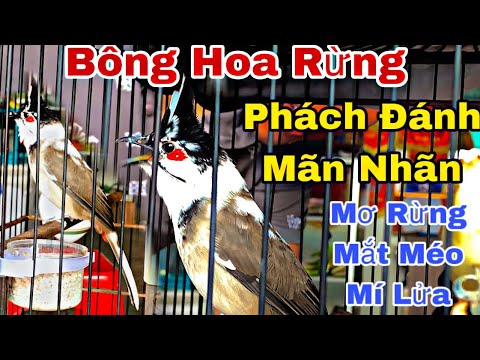 Video Siêu Phẩm Mơ Rừng | Phách Đánh BUNG XOÈ Mãn Nhãn |... - youtube