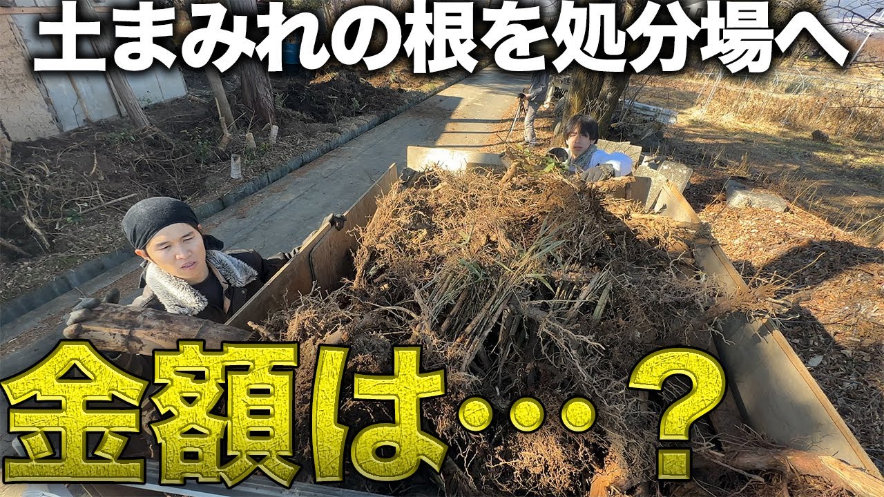 【絶望】大増殖してしまった根っこの処分代が高額すぎた…【390日目】