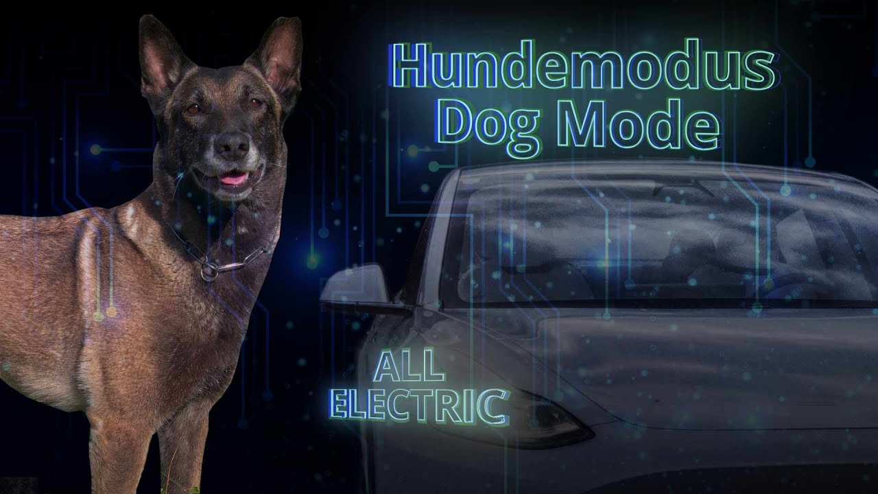 Hund auf der Rücksitzbank - Model 3 Allgemeines - TFF Forum - Tesla Fahrer  & Freunde