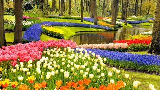 Keukenhof Gardens and Tulip Fields Tour from Amsterdam