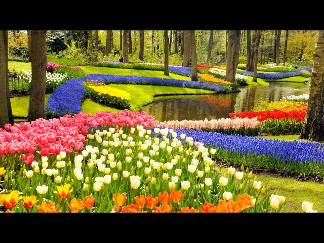 Keukenhof Gardens and Tulip Fields Tour from Amsterdam