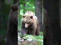 Terrifyingly Beautiful: Nature’s Apex Strength Captured in Slow Motion 🐻 #nature #peaceful #wildlife