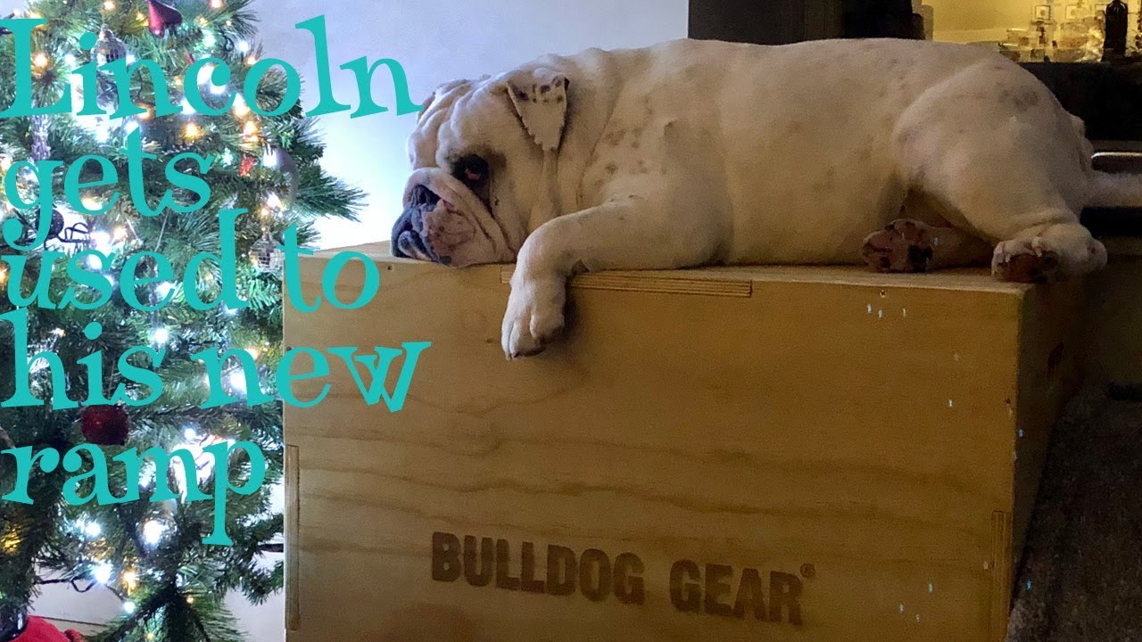 Lincoln's getting used to his ramp ENGLISH BULLDOG YouTube