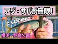これぞ爆釣！横浜の野島公園でサビキ釣りしたらアジと中サバが釣れ続けた‥