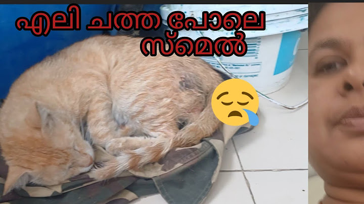 പൂച്ചയുടെ ശുണ്ഠിക്കിട്ടും പട്ടി കടിച്ചു  എലി ചത്തത് പോലെ നാറ്റം  #straycat#dogattacks 20 June 2025