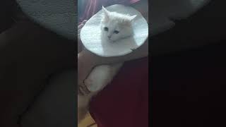 Sweetu ke Daant aur Nakhun dono tej ho gaye hai | @Sweetupersiancat2024 by Sweetu - The Persian Cat 28 views 2 weeks ago 5 minutes, 4 seconds