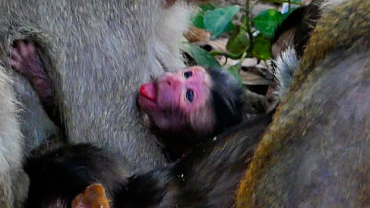 Welcome new born baby monkey by Button new experience mom, Baby so cute with red face