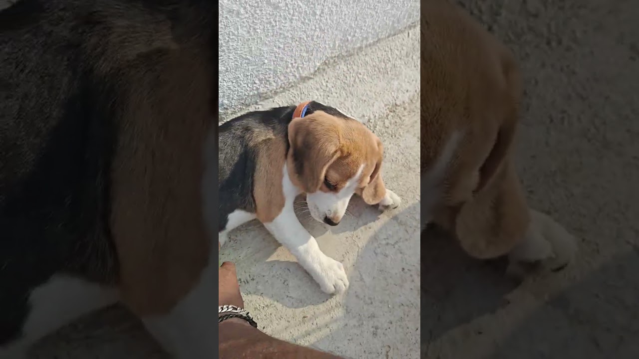 Morning fun #beagle #puppy #pets #cute #cuteanimal 