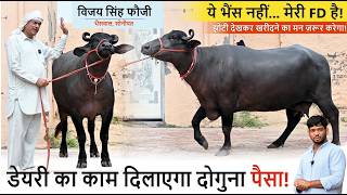 डेयरी का काम दिलाएगा दोगुना पैसा - ये भैंस नहीं... मेरी FD है! || VIJAY FAUJI, BHAINSWAL, SONIPAT