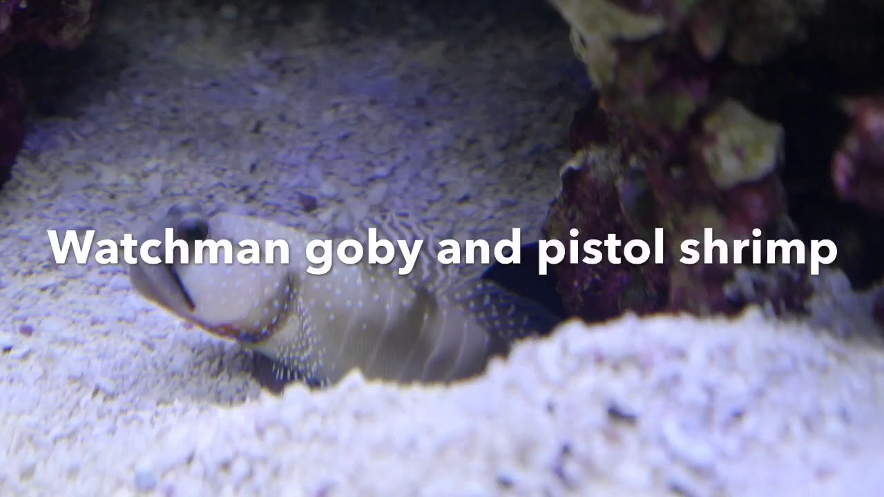 watchman goby and pistol shrimp facts kms fish youtube
