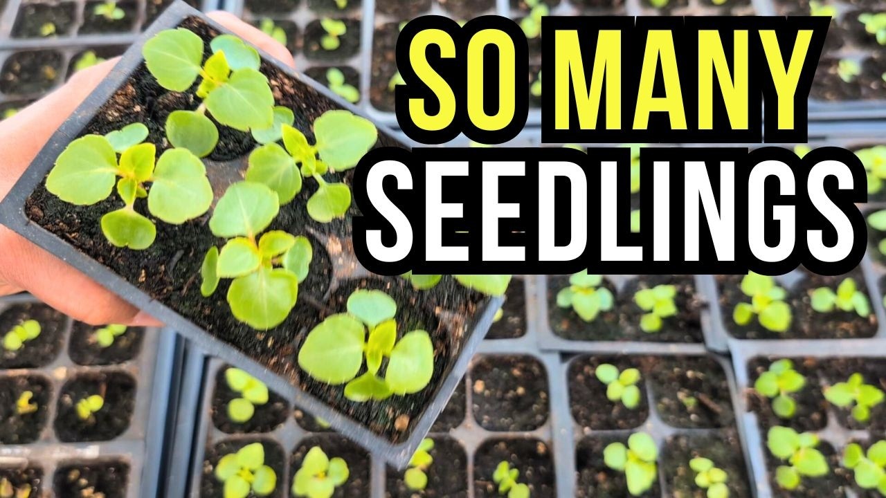 SO MANY SEEDLINGS! 🌿 How I Grow Hundreds of Plants for FREE (February Tour)