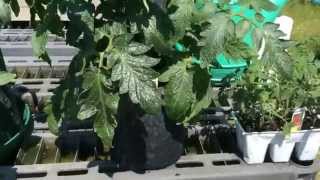 How To Make Some Money While Having Fun Growing Tomatoes!
Check out Rain Gutter Grow System Magazine by Larry Hall See Lots Od Cutting Edge Container Gardening
http://flip.it/FzI8UK
Also Our Face Book Rain Gutter Grow System group Page! Learn All Kinds Of Cutting Edge Container Gardening!
https://www.facebook.com/groups/144745362329424/?ref=bookmarks
Check out Our Web Site! We Have The Worlds Largest Selection Of Genuine Root Pouch Grow Bags, The Worlds Only Tested To Approved FDA Guidelines For Growing Food!
Also Everything You need To Build Your Own systems Complete Kits and all the Accessories!
https://www.growbaggardensystems.com/ How To Make Some Money While Having Fun Growing Tomatoes!