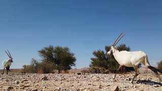 Arabian Oryx - released back to the wild / Israel