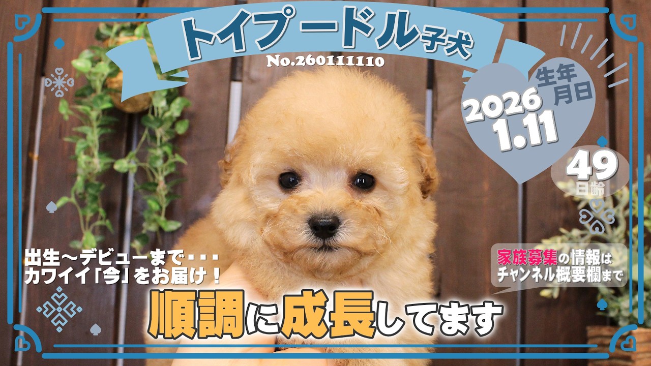 トイプードル子犬｜2026.1.11生（49日齢）①｜オレンジフォーン｜男の子｜滋賀県