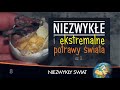 Niezwykłe i ekstremalne potrawy świata cz.1 - Lektor PL - 46 min. - 4K