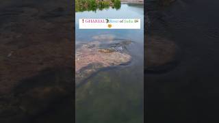 Download Lagu crocodile 🐊 River of INDIA |indian gharial|chambal river front MP3 Download Lagu crocodile 🐊 River of INDIA |indian gharial|chambal river front MP3