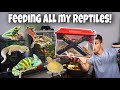 FEEDING ALL My EXOTIC REPTILES In ONE VIDEO!!