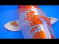 The Best Colorful Fish of 2020! (Part 1)