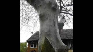 Ermine moth catapillars