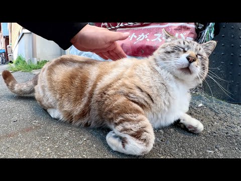 人間にビビりすぎて挙動不審になるシャム猫ちゃん