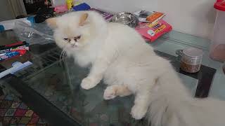 My Persian cat Coco getting his nail clipping done 😘