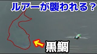 バス用ルアーに黒鯛が食いつく！？