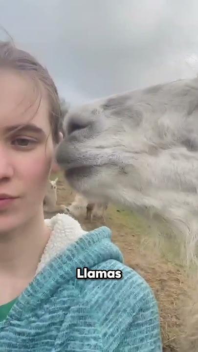 Grandma Vs Llama 👵🏻