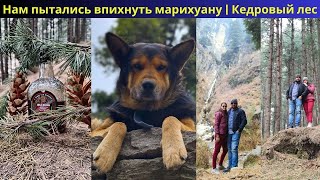 Нам пытались впихнуть марихуану 10 летние дети | Кедровый лес в Индии | Манали часть 5