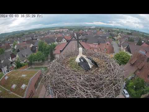Forchheim Stork Camera Livestream live cam preview