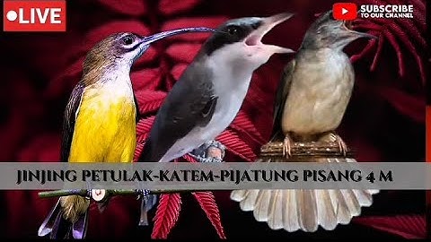 Masteran kombinasi | Jinjing petulak & Pijantung Pisang