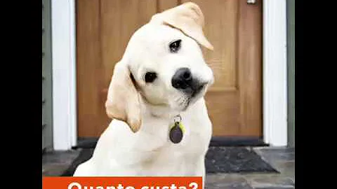 Qual o valor do labrador?