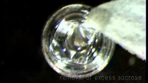 Plunge Freezing of Tissue/cells for Cryo-Immunogold Labeling