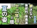 【自然農】不耕起13年目！自然農の畑　全部見せます！　2024年7月20 日【natural farming】
