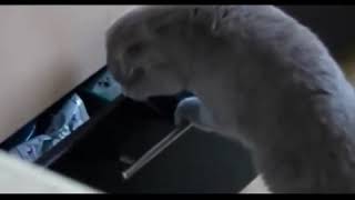 Lucu, tingkah kucing saat ketahuan mencuri