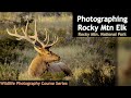 Colorado Rocky Mtn Elk - Wild Photo Adventures