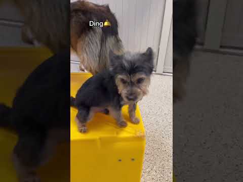 Video: Šunų tėvai
