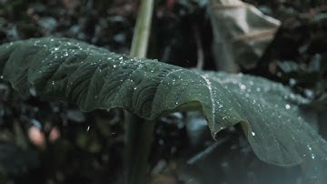 ﴿وجاء رجل من أَقصى المدينة يسعى﴾ [القصص: ٢٠] #القارئ_عبد_الله_جميل_إدريس