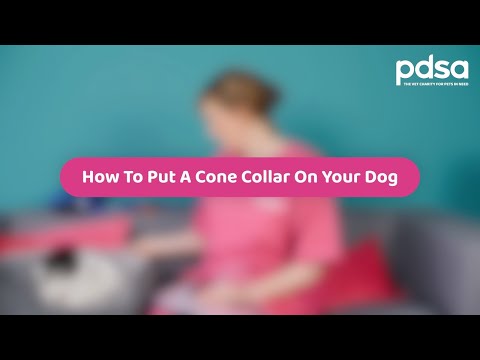 Video: Aiuto, My Dog Hates Collars! - Il modo migliore per mettere un collare sul tuo cane