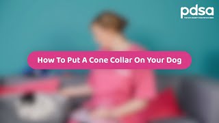 How To Put A Cone Collar On Your Dog | Pet Health Advice by PDSA 68,679 views 1 year ago 2 minutes, 7 seconds