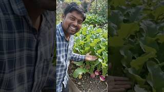 #viralvideo #trendingreels #gardening #viral#reels #reelsindia #reelsviral #farmtotable #organiclife