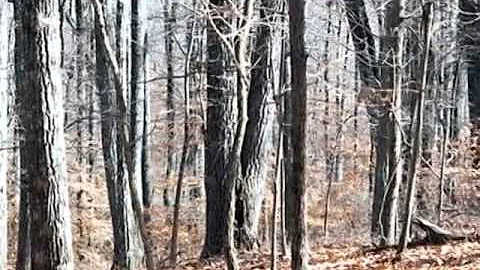 Homes for Sale - 0 Grace Lane Eva TN 38320 - Kathy...